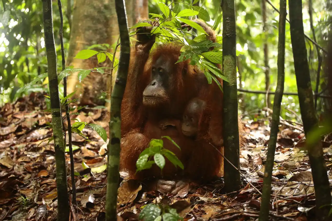 trekking camping wildlife 1